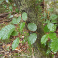 Curtisia dentata