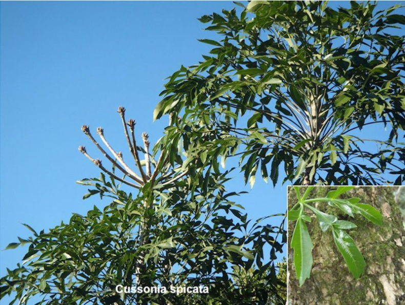 Cussonia spicata.jpg