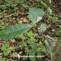 Elaeodendron croceum