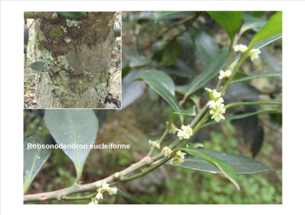 Robsonodendron eucleiforme