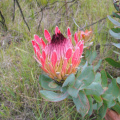 Protea eximia