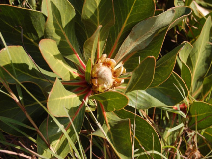 Protea foliosa