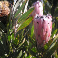 Protea laurifolia