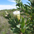 Protea mundii