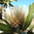 Protea lorifolia