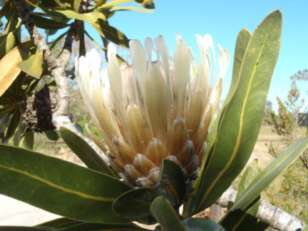 Protea lorifolia