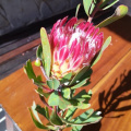 Protea obtusifolia