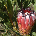 Protea neriifolia