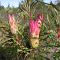 Protea repens