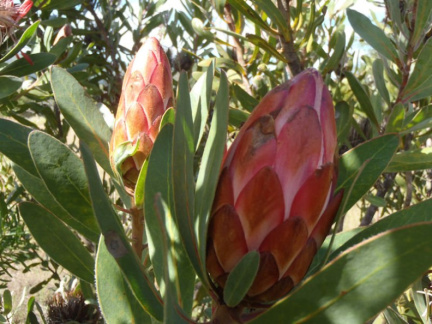 Protea susannae