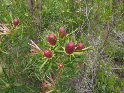 Leucadendron eucalyptifolium female