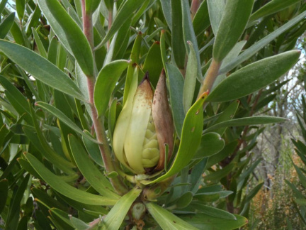 Leucadendron laureolum female