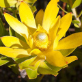 Leucadendron laureolum male