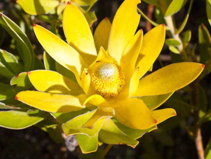 Leucadendron laureolum male