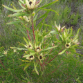 Leucadendron eucalyptifolium male