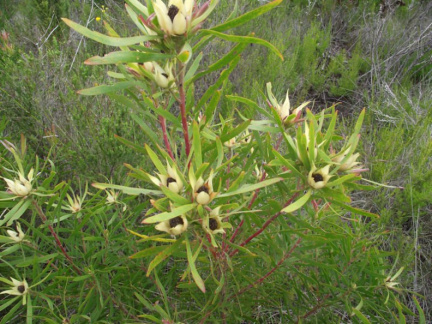 Leucadendron eucalyptifolium male