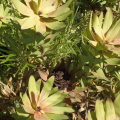 Leucadendron orientale female