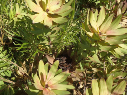 Leucadendron orientale female