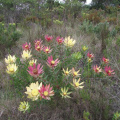 Leucadendron orientale male