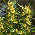 Leucadendron salicifolium male