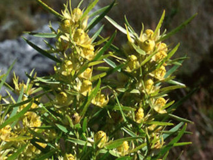 Leucadendron salicifolium male