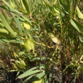 Leucadendron salignum female