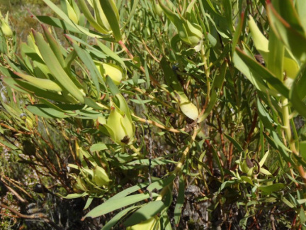 Leucadendron salignum female