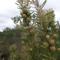 Leucadendron salicifolium female