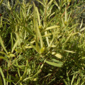Leucadendron salignum male