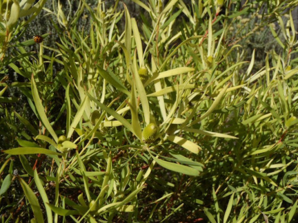 Leucadendron salignum male