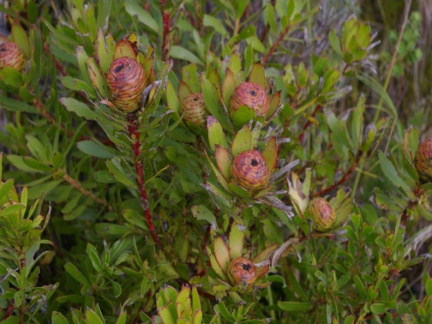 Leucadendron spissifolium female
