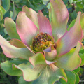 Leucadendron tinctum female
