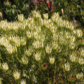 Leucadendron spissifolium male