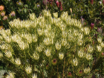Leucadendron spissifolium male
