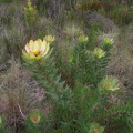 Leucadendron tinctum male