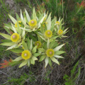 Leucadendron uliginosum male