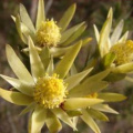Leucadendron uliginosum female