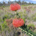 Leucospermum cordifolium