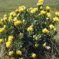 Leucospermum cuneiforme