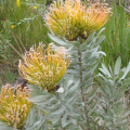 Leucospermum formosum