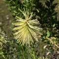 Paranomus reflexus