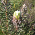 Protea coronata