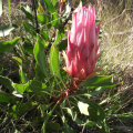 Protea cynaroides(1)