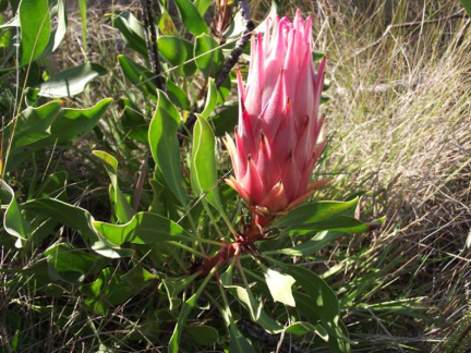 Protea cynaroides(1)