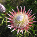 Protea cynaroides