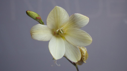 Tritonia gladiolaris