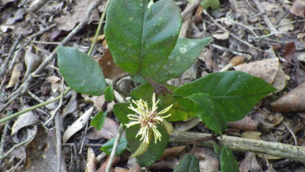 Trichocladus crinitus