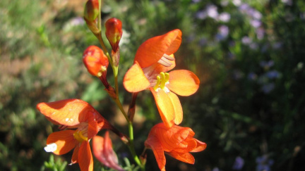 Tritonia securigera