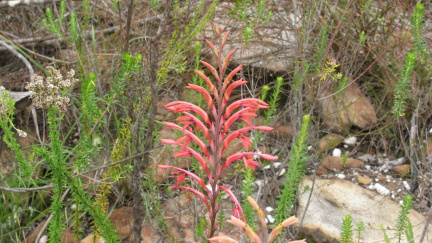 Tritoniopsis caffra