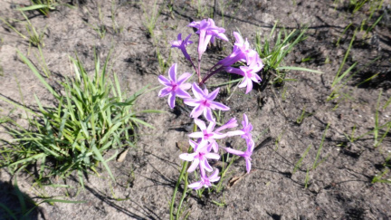 Tulbachia violancea